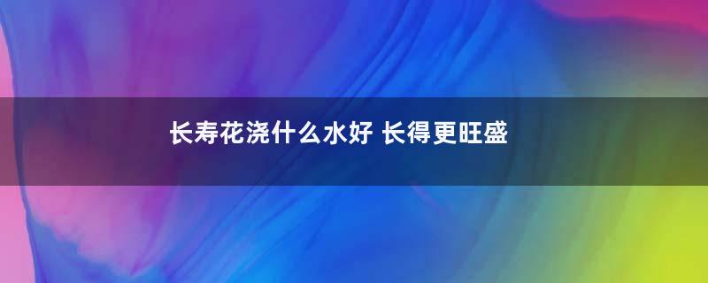 长寿花浇什么水好 长得更旺盛